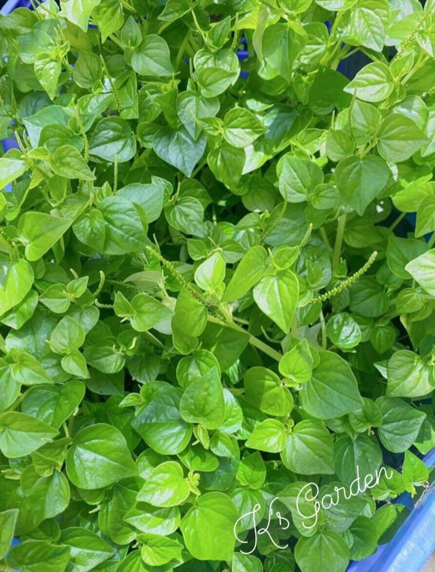 (500+ PCS) CRAB CLAW ,PEPEROMIA PELLUCIDA SEEDS, HẠT RAU CÀNG CUA
