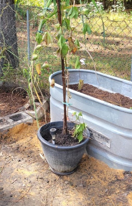 20 Organic South Carolina Grown Cotton Seeds Heirloom~Non-GMO~USA Easy To Grow