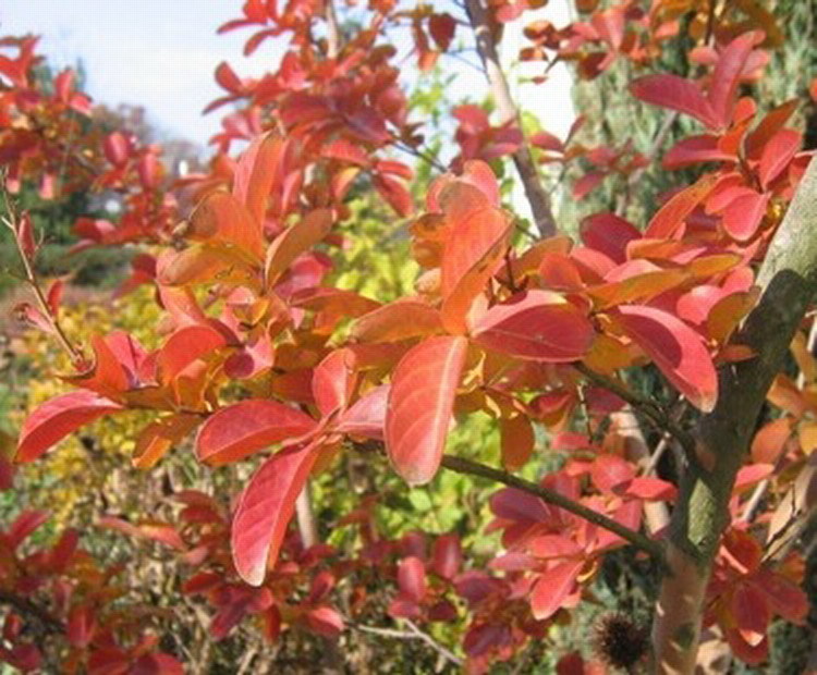Crape Myrtle, Lagerstroemia indica, Tree Seeds