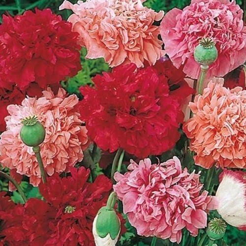 Peony Poppy Seeds Doubles Mixed Colors 10,000 Flower Seeds Reseller Starter Pack