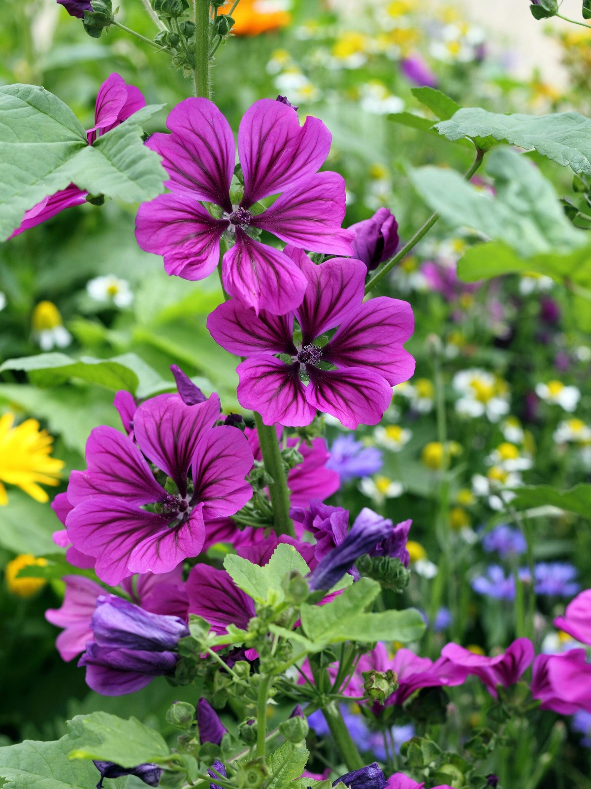 20 MAURITANIAN MALVA Mallow Malva sylvestris var. mauritania Flower Seeds