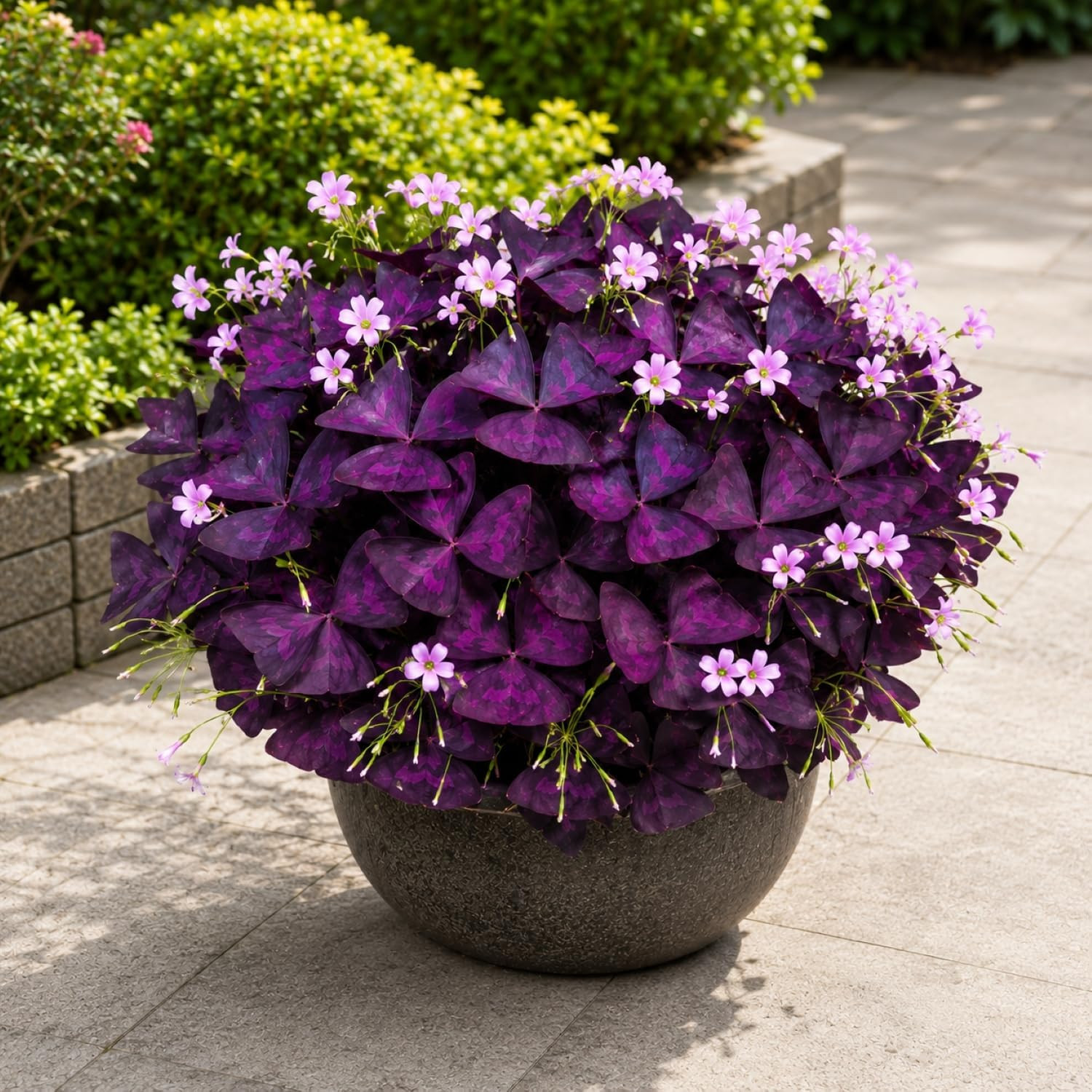Pack of 24 Purple Shamrocks Bulbs, Oxalis Bulbs for Planting, Oxalis