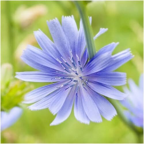 3 – Chicory Seeds For Planting / Italian Dandelion Cichorium intybus – 500 Seeds