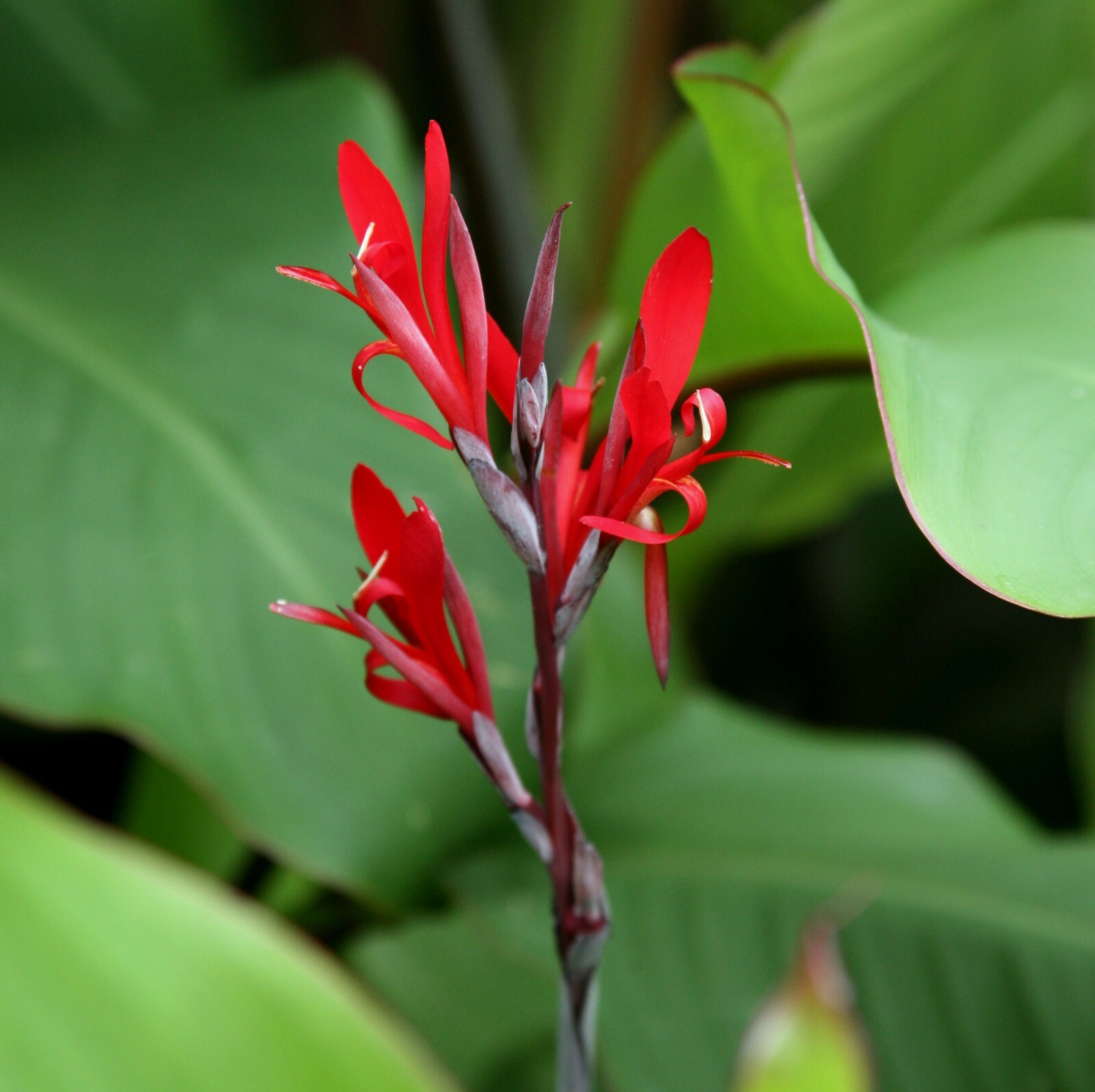 20 Canna warscewiczii seeds