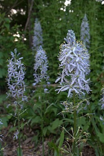 Camassia scilloides Wild Hyacinth 20 seeds
