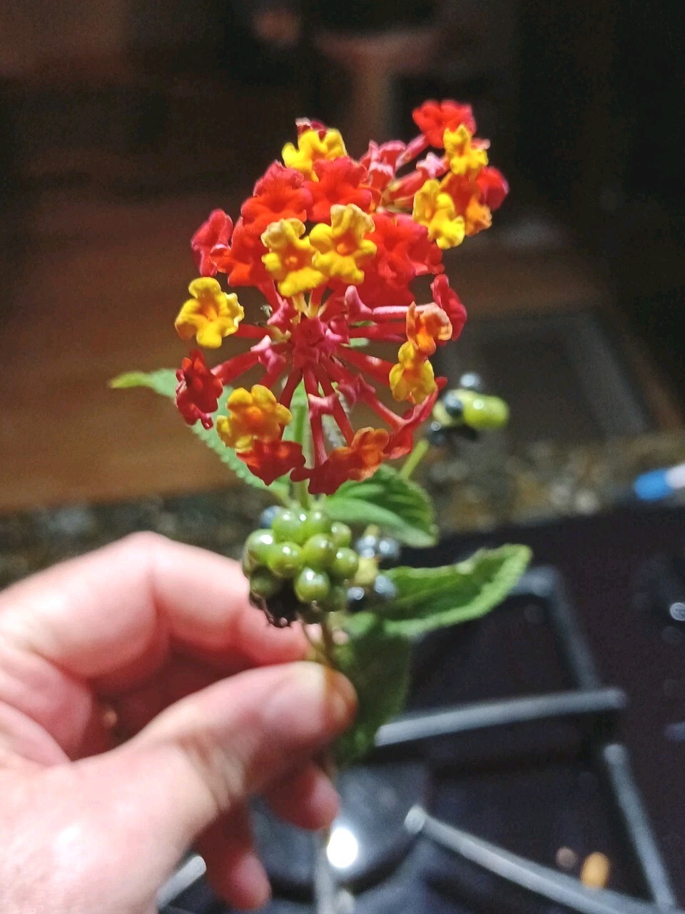 Lantana camara 100+ seeds West Indian semillas graines free shipping USA Grown