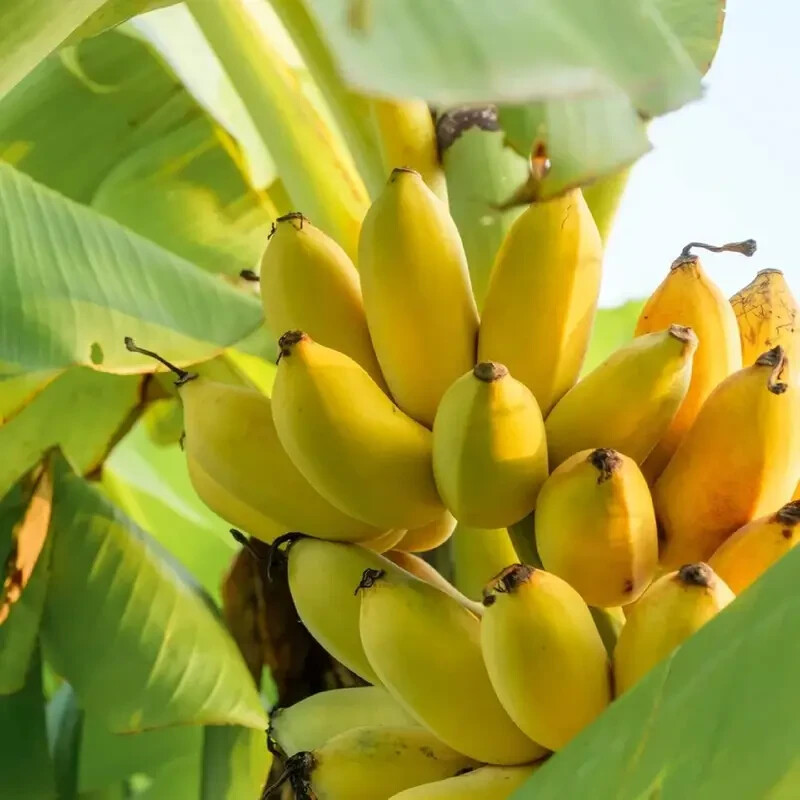 50 pcs banana tree seeds Tropical plant Delicious sweet fruit
