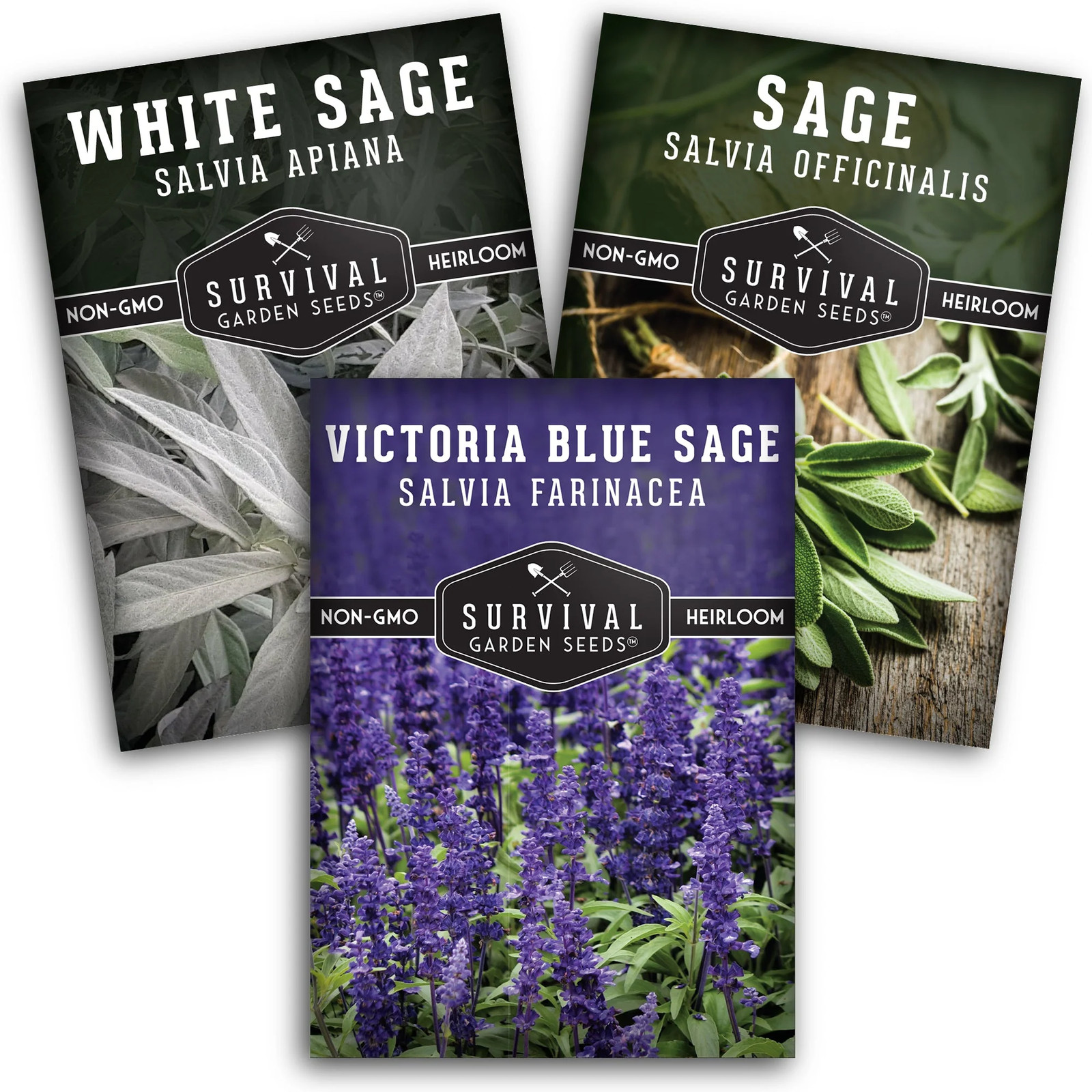 Sage Seed Collection – White Sage, Culinary Sage & Victoria Blue for Aromatic