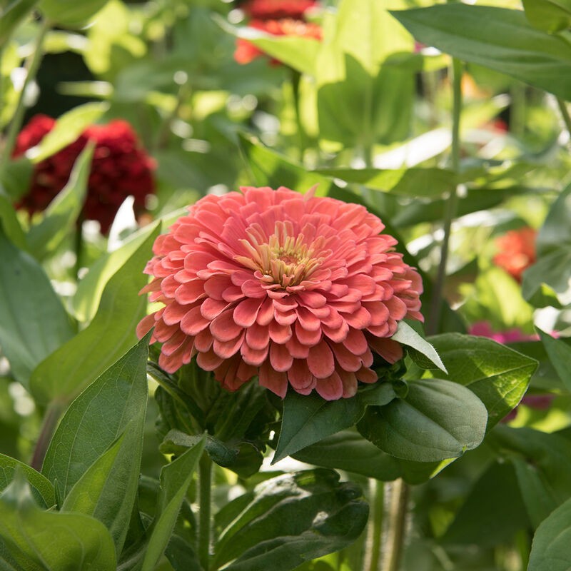 Benary’s Giant Salmon Rose Zinnia – 20 Seeds