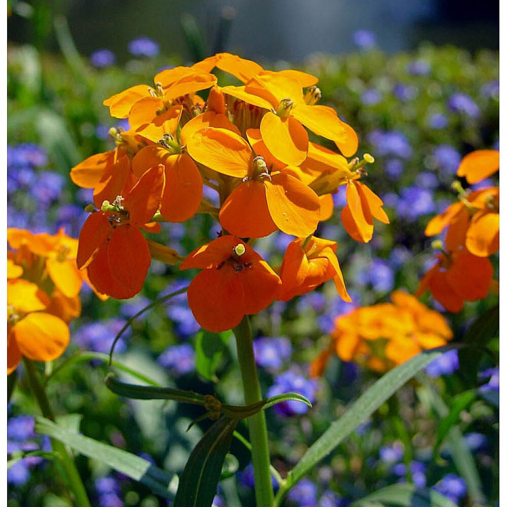 Siberian WALLFLOWER Seeds 1500+ HEIRLOOM Flower Seed Organic Heat Loving Drought