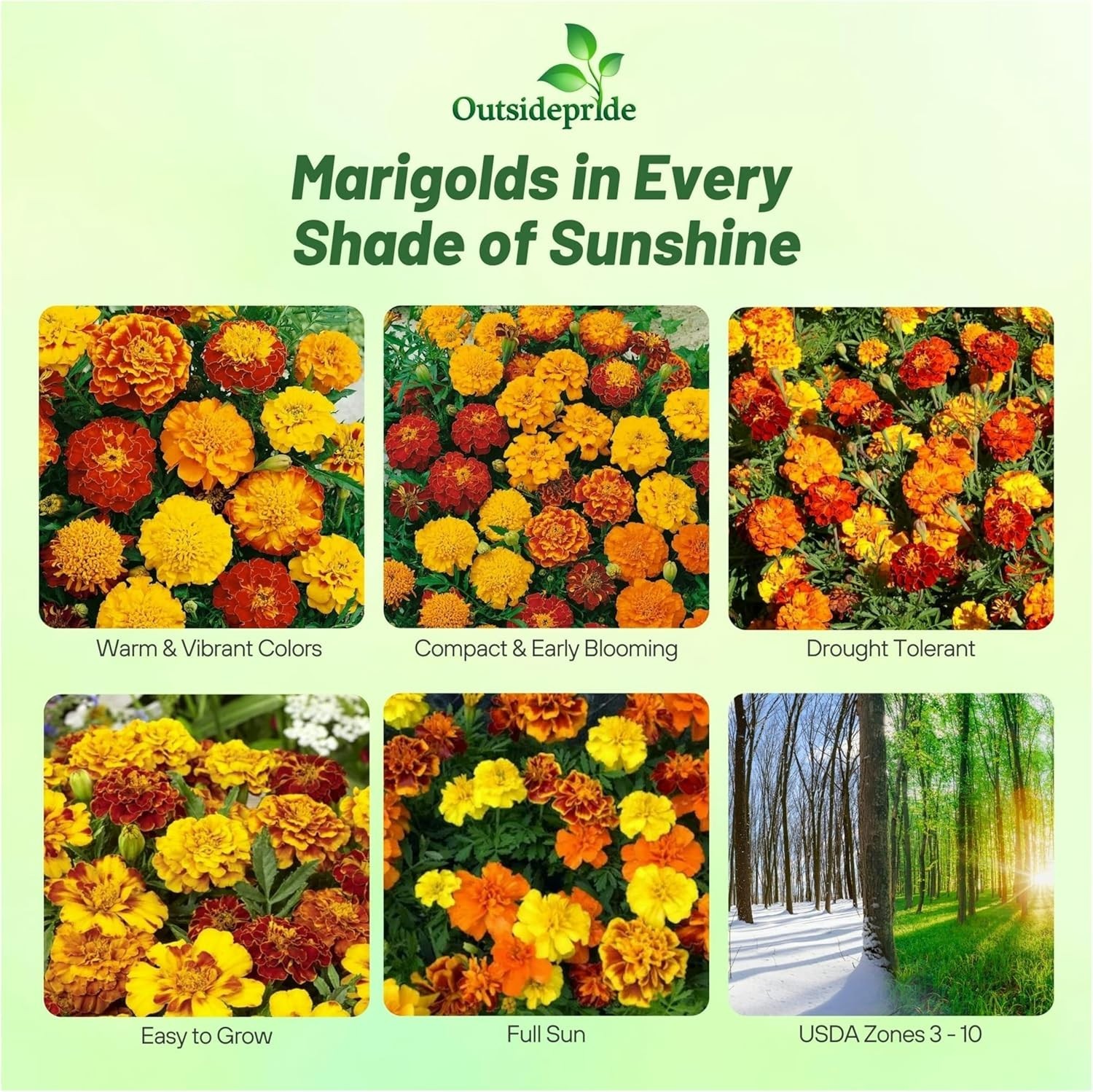Tagetes Patula Mix French Marigold Seed – Compact & Vibrant