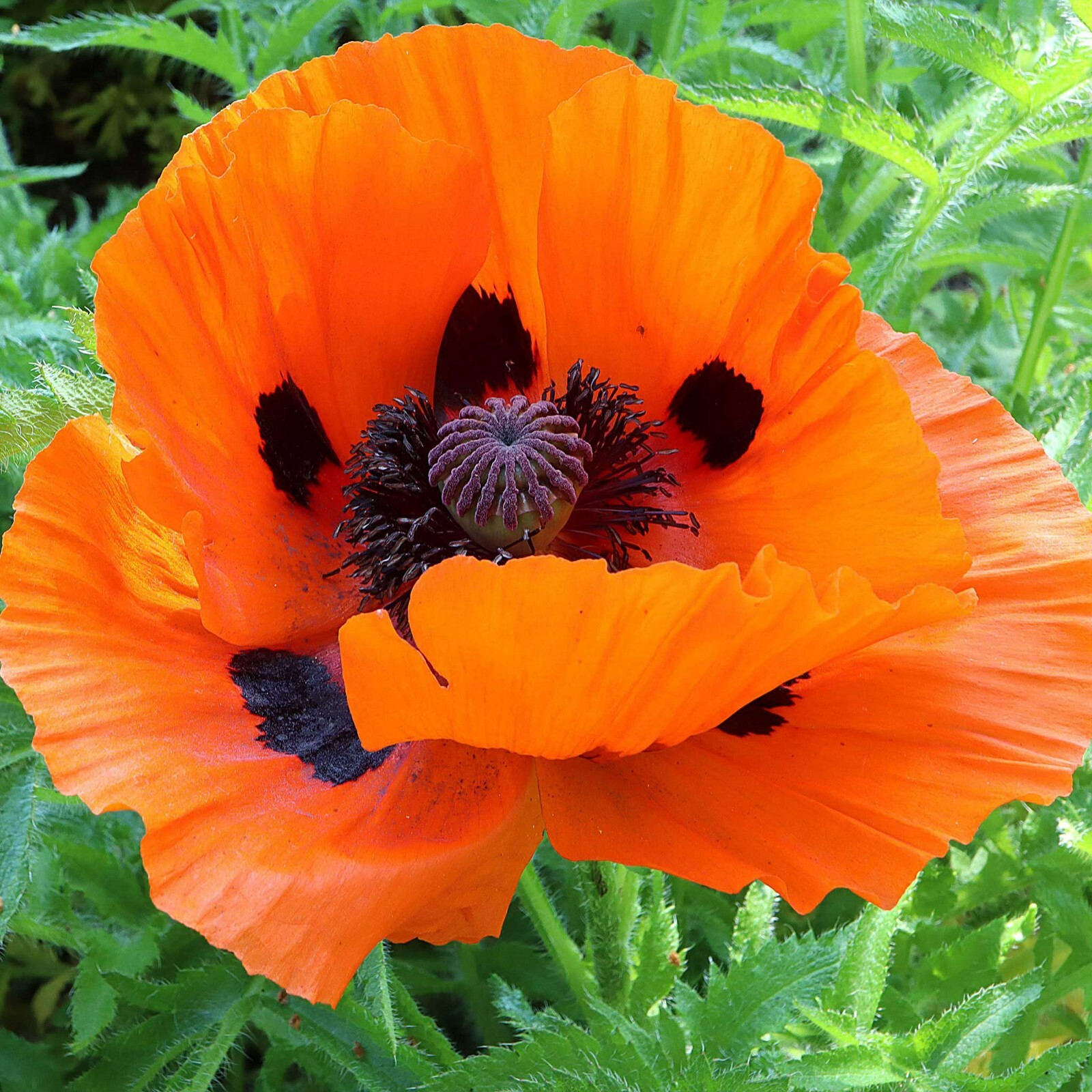 Poppy PRINCE OF ORANGE Red Flowers Oriental Perennial Poppies Non-GMO 500 Seeds!