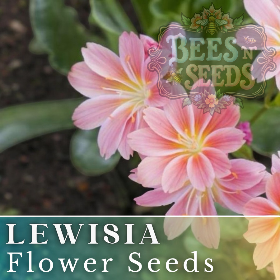 Champagne Taffy Lewisia Seeds 35 or 100 Seeds Flower, Flower Seeds, Non GMO