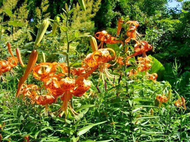 15 TIGER LILY SEEDS / BULBETS – Lilium lancifolium