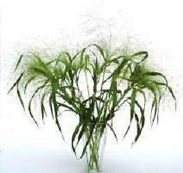 Panicum Frosted Explosion 250 seeds