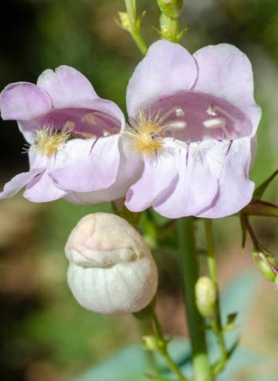 Palmers Penstemon Seeds – California Native – Penstemon palmeri Flower