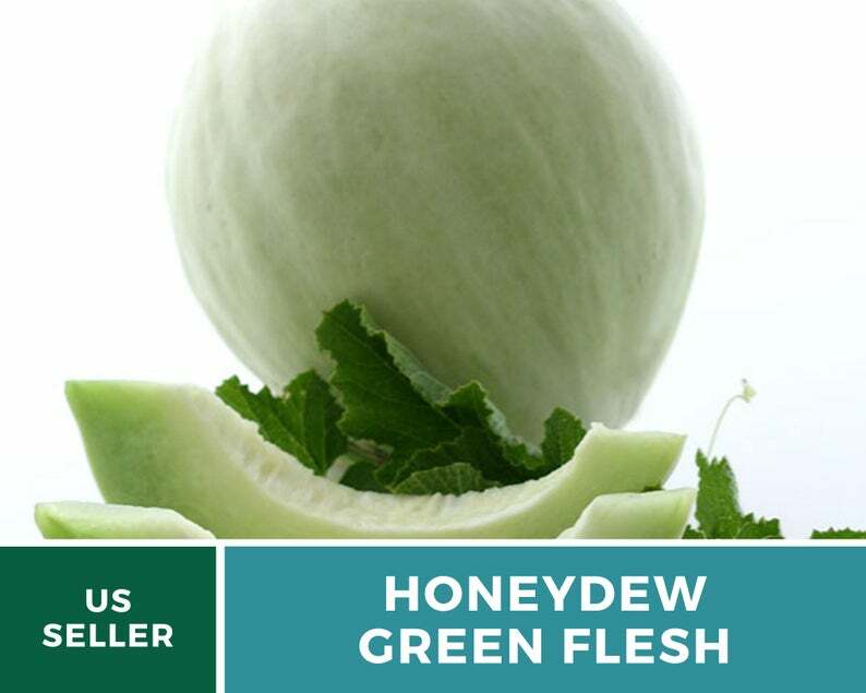 Melon, Green Flesh Honeydew – 20 Seeds – Heirloom – Open Pollinated – Non GMO