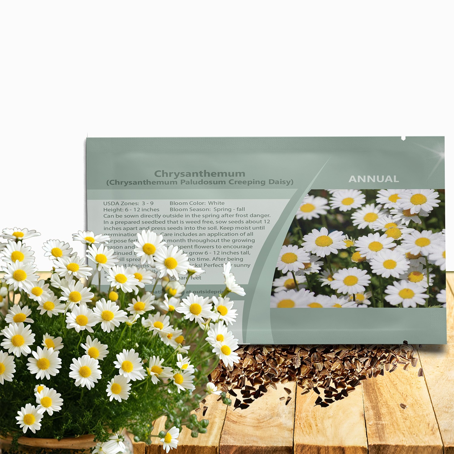 5000 Seeds Creeping Daisy Seeds – Chrysanthemum Paludosum Flower Seeds