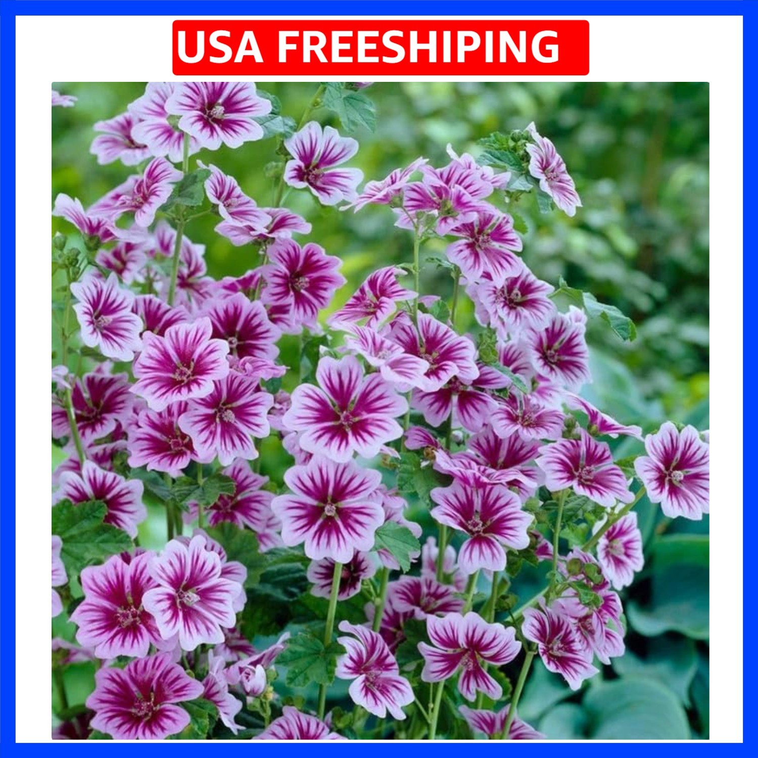 Malva Sylvestris Seeds for Planting – 500+ High Mallow Seeds Perennial Purple…