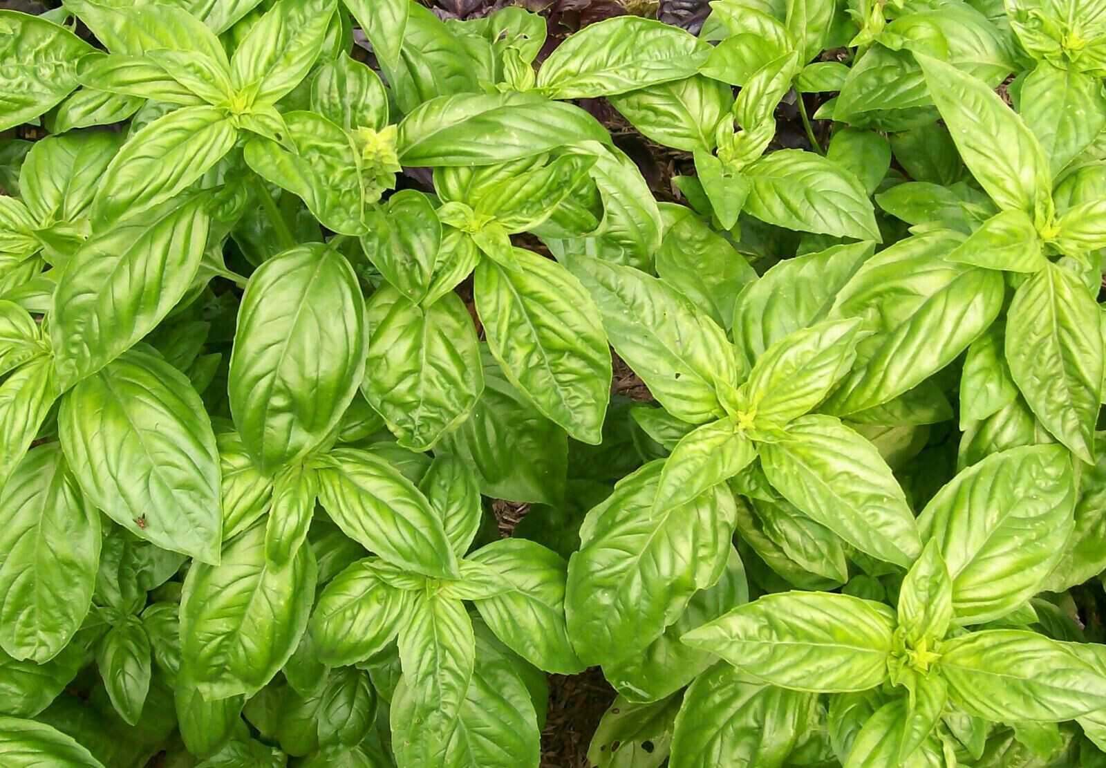 GENOVESE ITALIAN BASIL 300 SEEDS FRESH FOR 2024 GARDENS