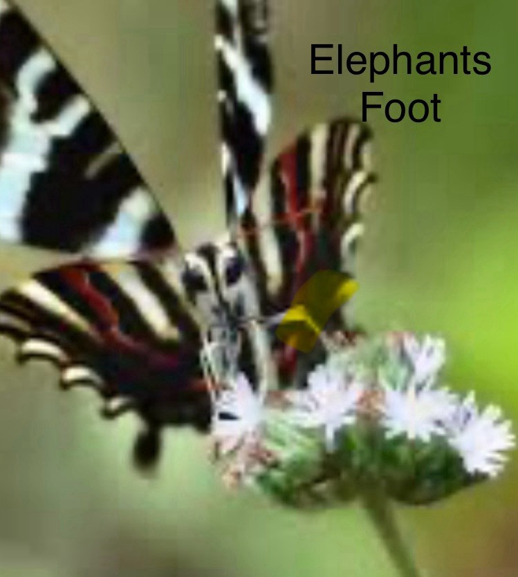 Pick 6! Wild Flower Native Perennial OrganicButterfly Bees Hummingbird 2025hrvst