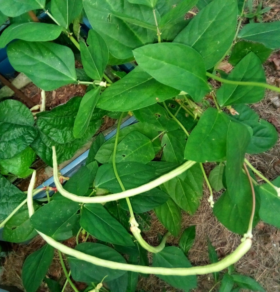 15 Organic Asian Long Bean Seeds (White,Short Variety), Dwarf/Bush Type.
