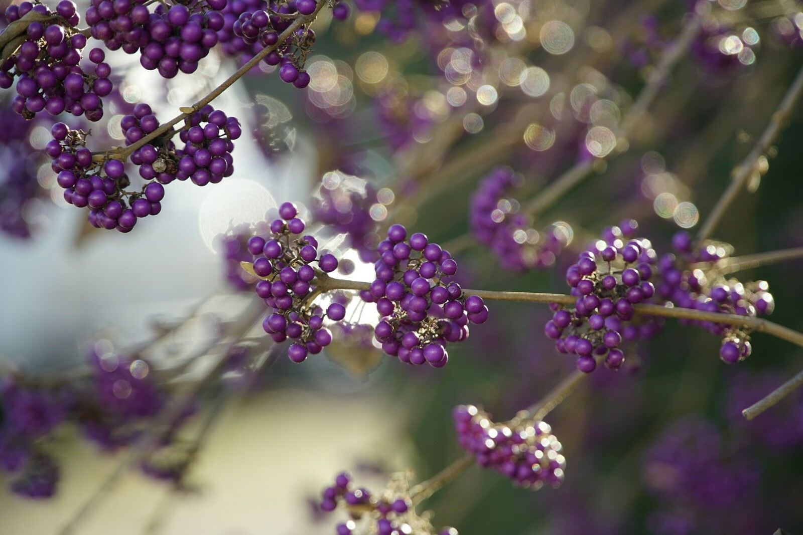 American Beautyberry {Callicarpa americana} 30+seeds Free Shipping! US Seller