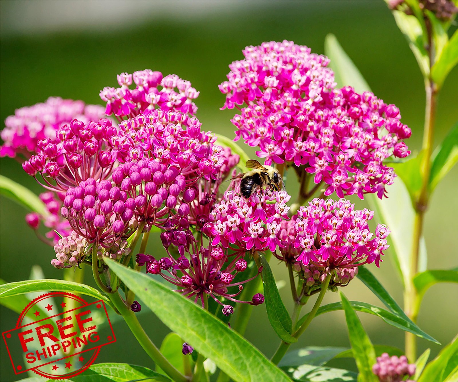 Pink Swamp Milkweed Seeds for Monarch Butterflies Incarnata Milkweed