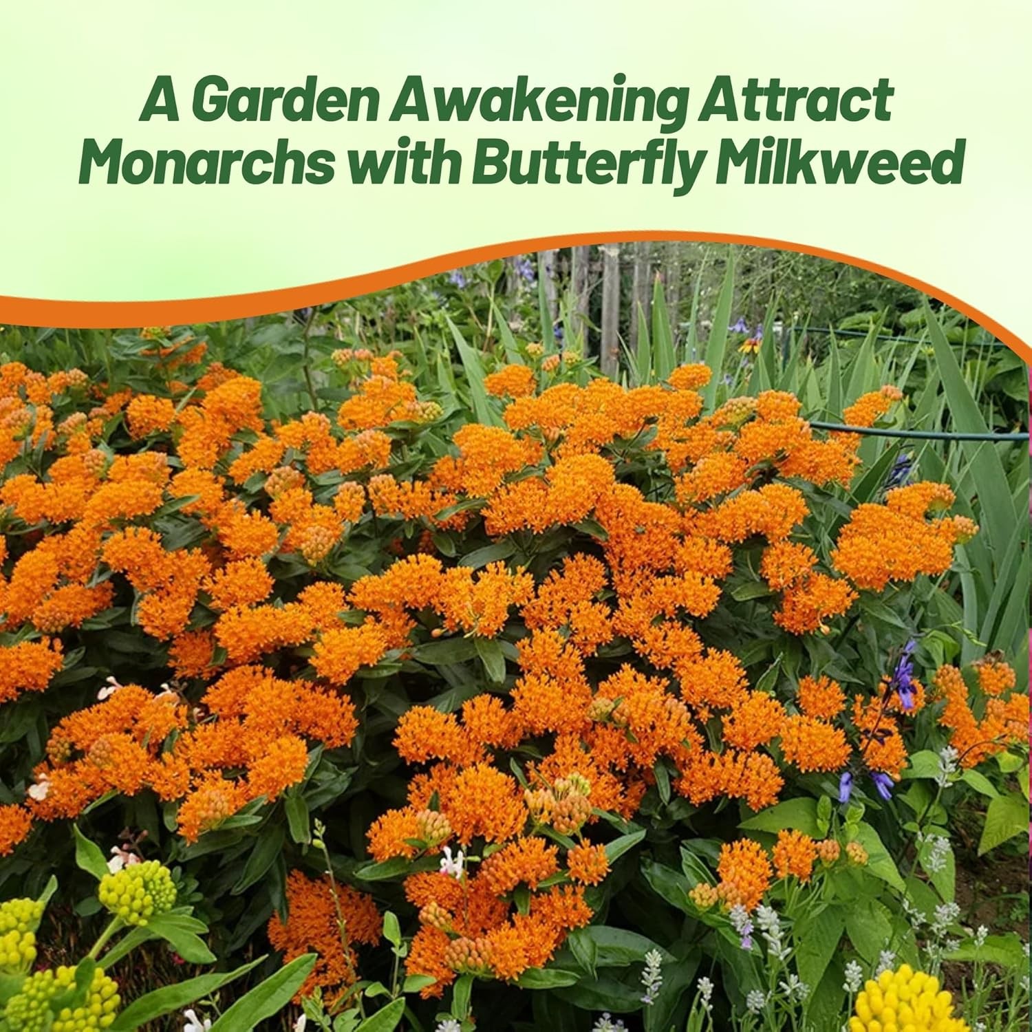 1000 Seeds Butterfly Weed Asclepsias Tuberosa Drought Tolerant Milkweed