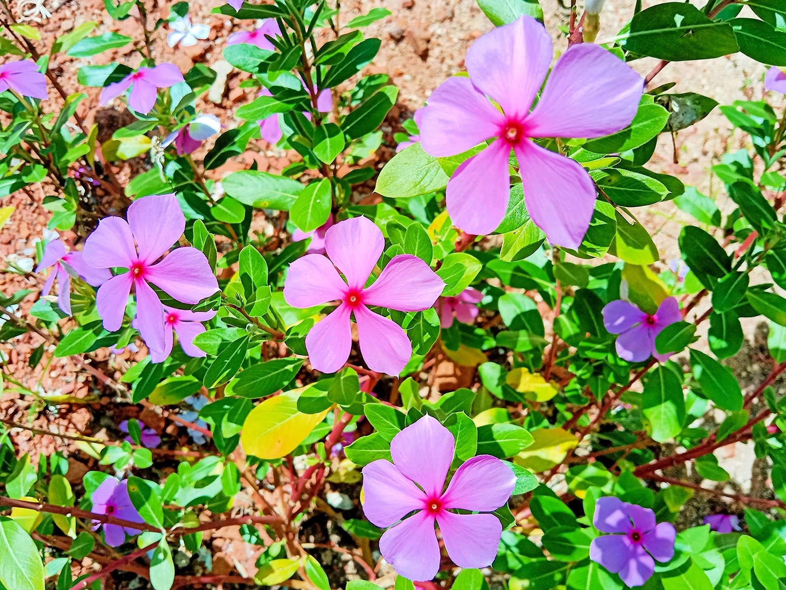 Madagascar Periwinkle Seeds for Planting – Mixed Color Flowers – Catharanthus ro