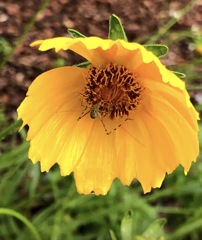 50+ Lanceleaf Coreopsis Seeds FL-Grown (Coreopsis lanceolata) Yellow Flower