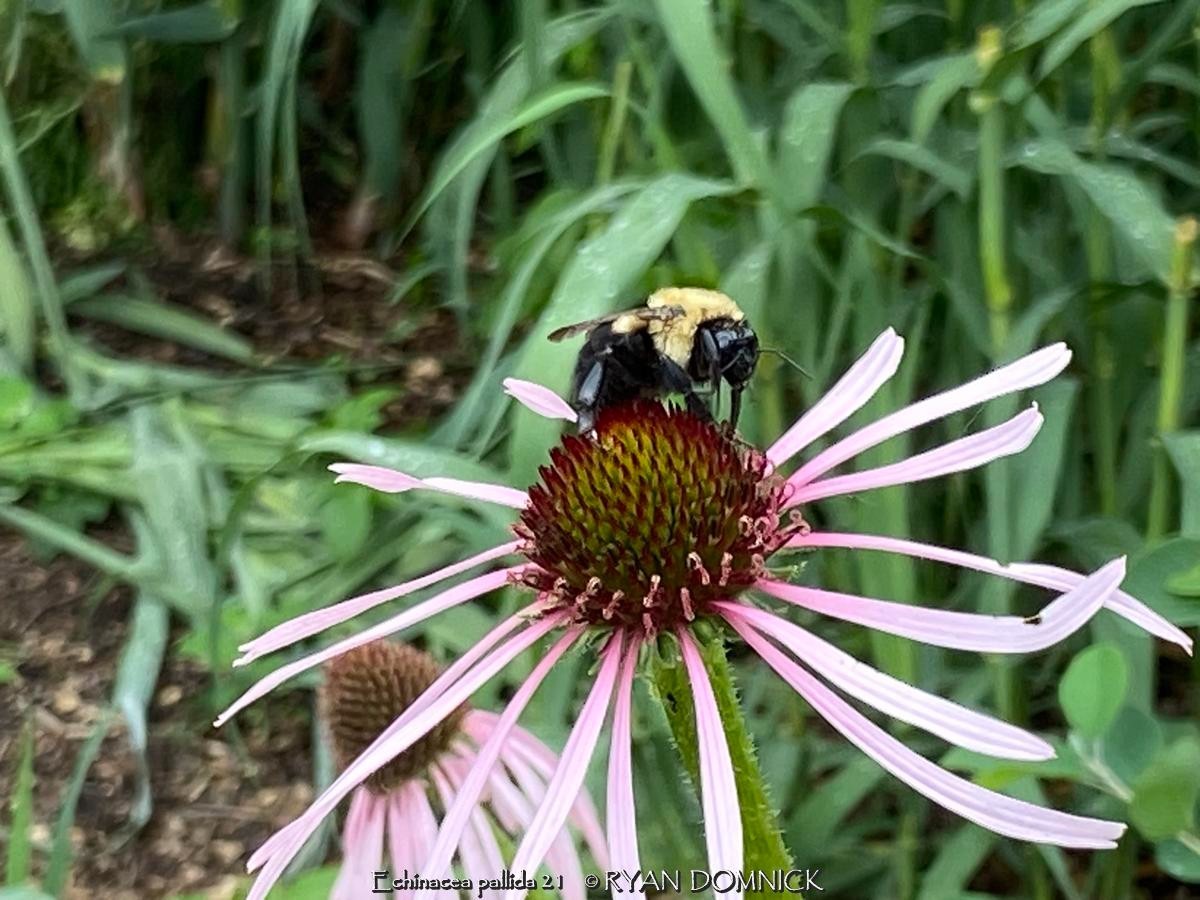 BULK SEEDS!…Echinacea pallida…Pale Purple Native Coneflower…QTY/bag=250