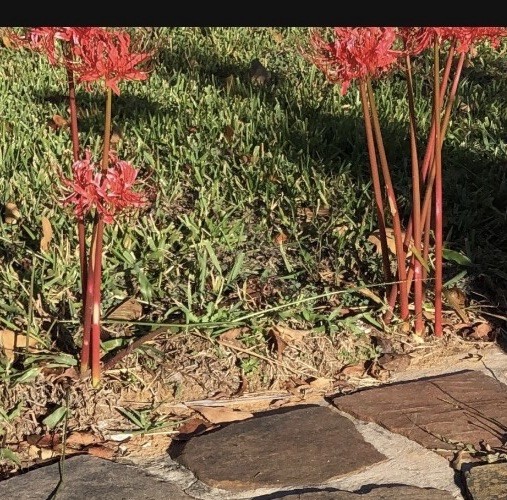 Heirloom Red Spider Lily Bulbs 15+ per 1 gallon grow bags