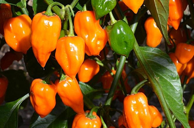 30+ ORANGE HABANERO PEPPER SEEDS NON-GMO FRESH FOR YOUR GARDEN