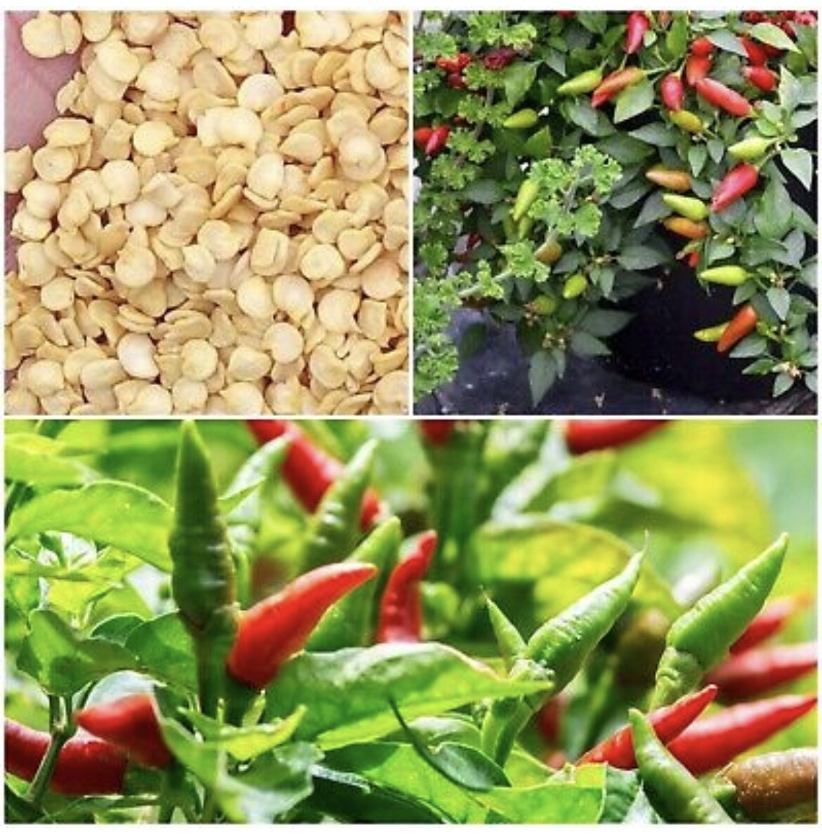 10 bags Asian Pepper Hot Mix (HOT) Vegetable Seeds NON-GMO Mixed 16 Types 100ct