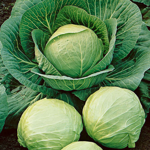 EARLY ROUND DUTCH CABBAGE 250 SEEDS NON – GMO FRESH FOR GARDENS