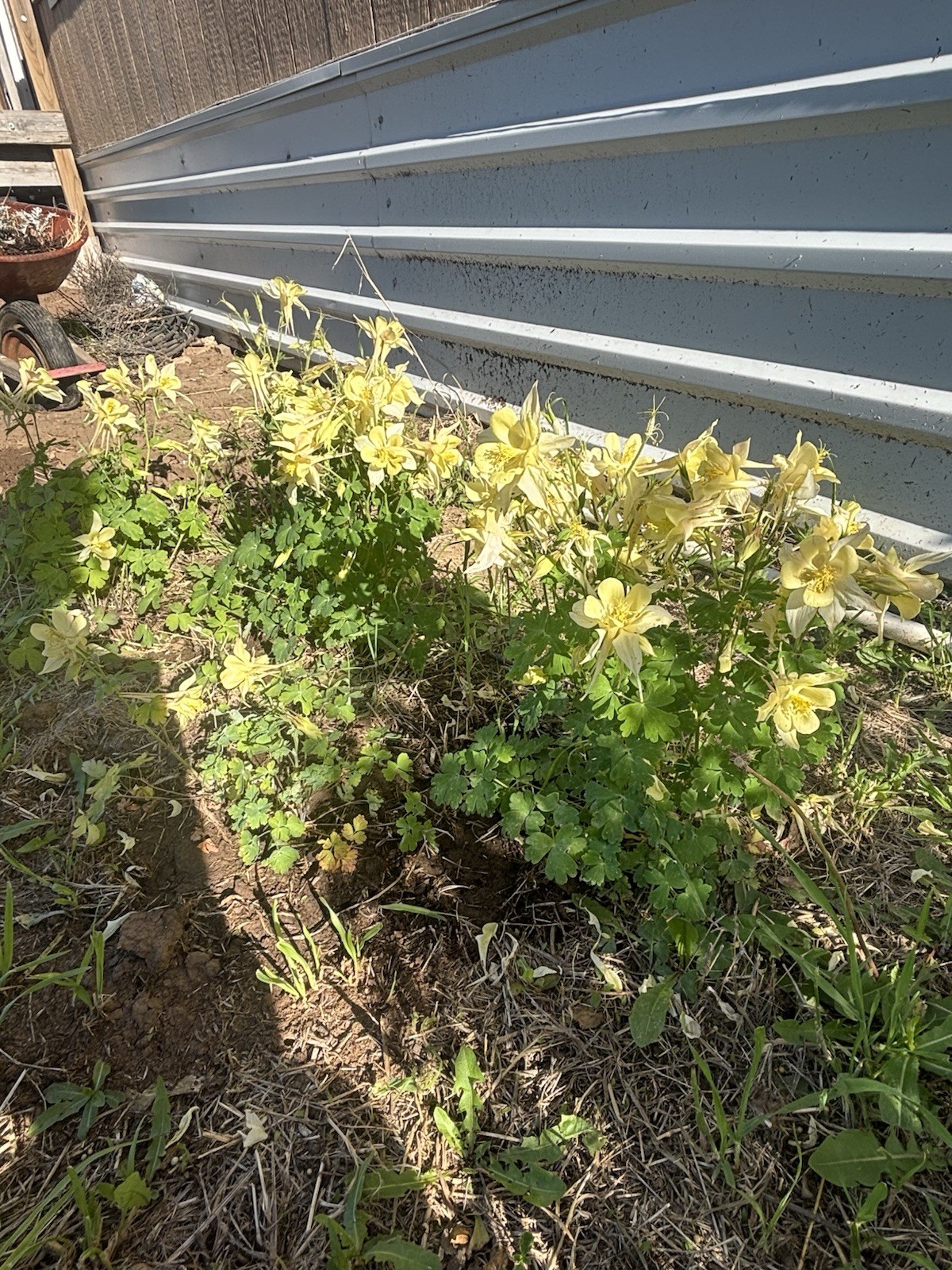 50+ Sunshine Yellow Columbine Aquilegia Perennial Flower Seeds US Only