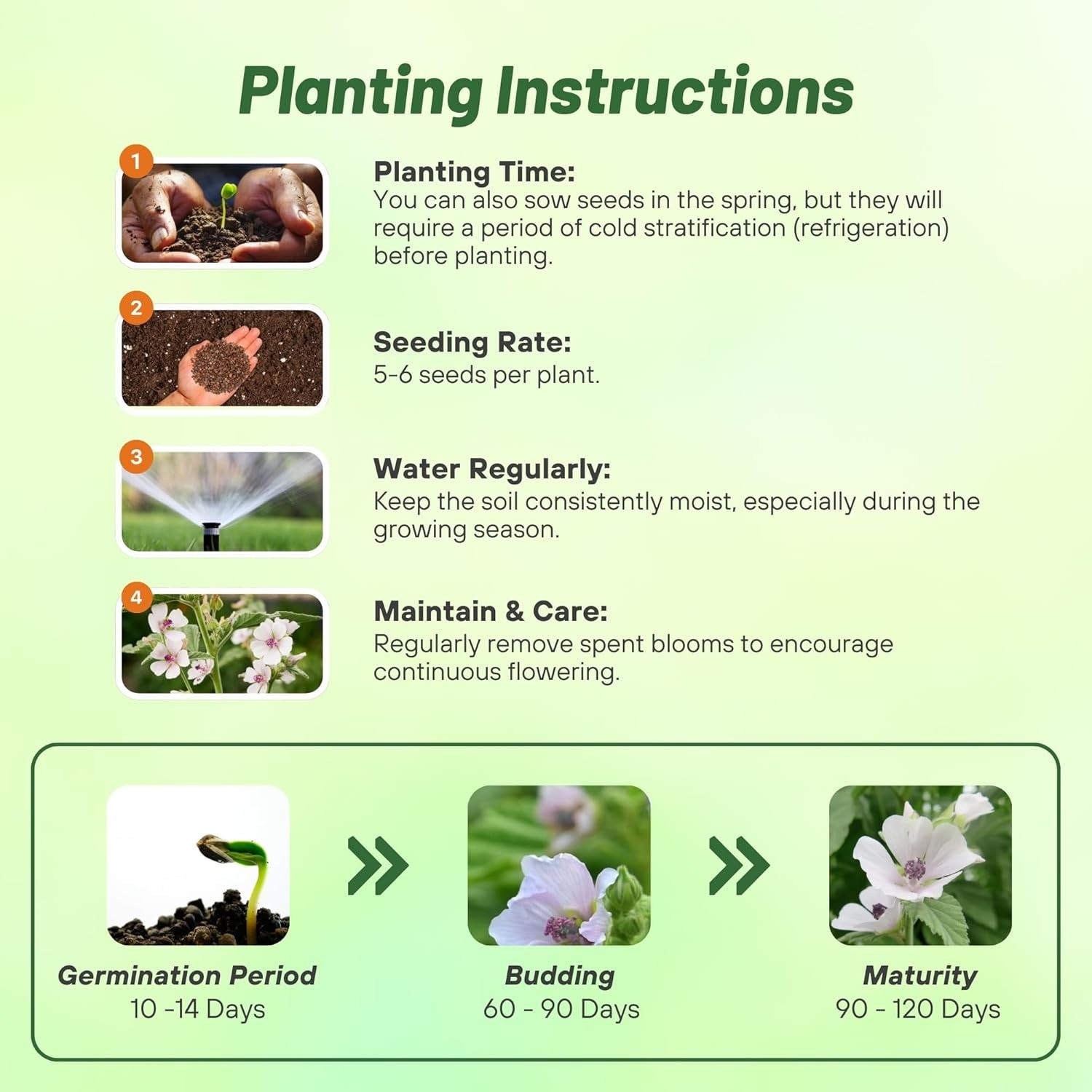 1000 Seeds Marsh Mallow Seeds For Planting – Althaea Officinalis Herb Seeds