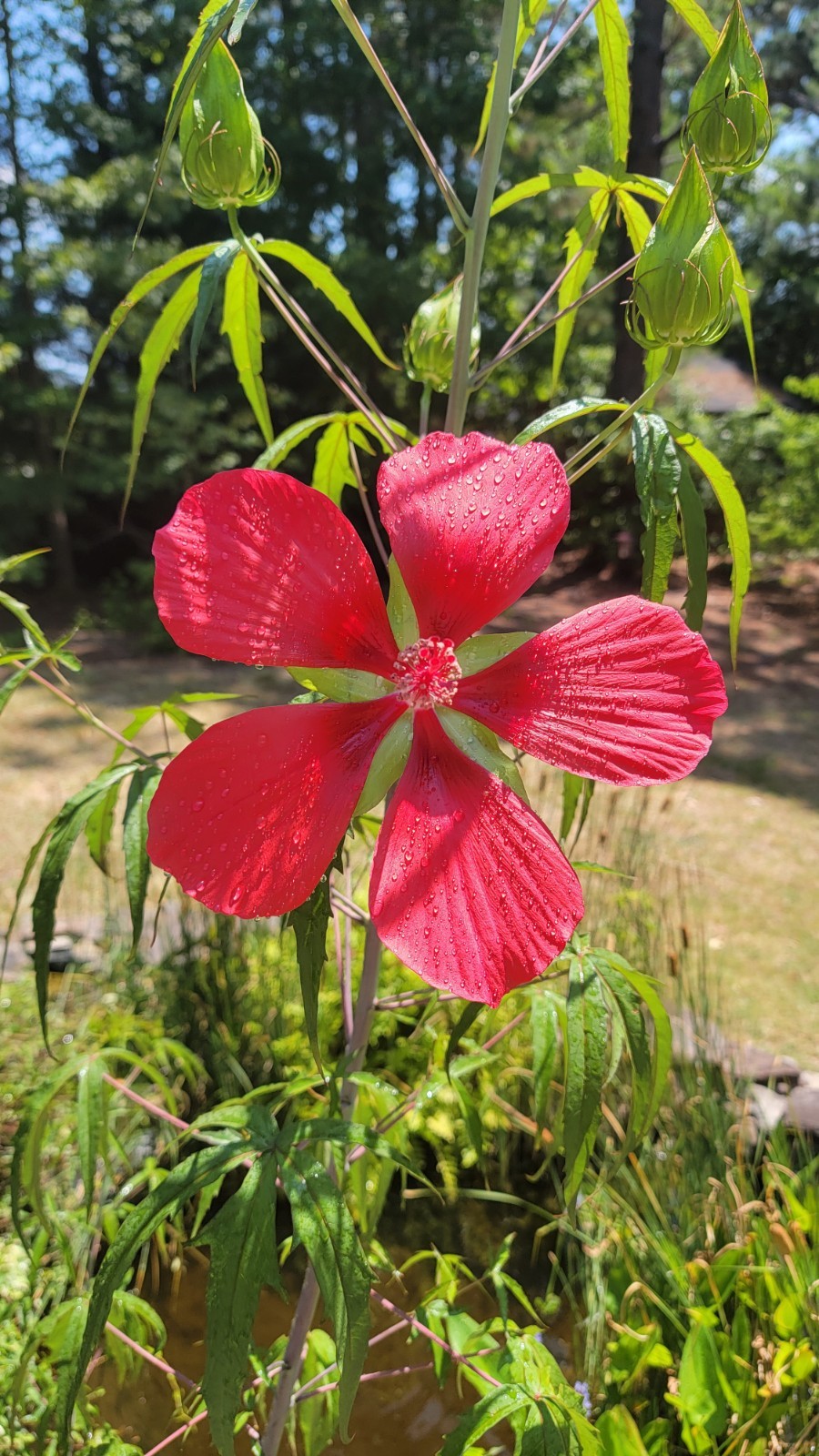 Red Hibiscus Mallow Seeds 25 50 75 Pack Garden Flowers Hardy Outdoor Swamp Plant