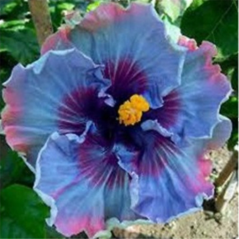 20 EXOTIC RARE HIBISCUS SEEDS for garden flower beds plant bush USA SELLER USPS