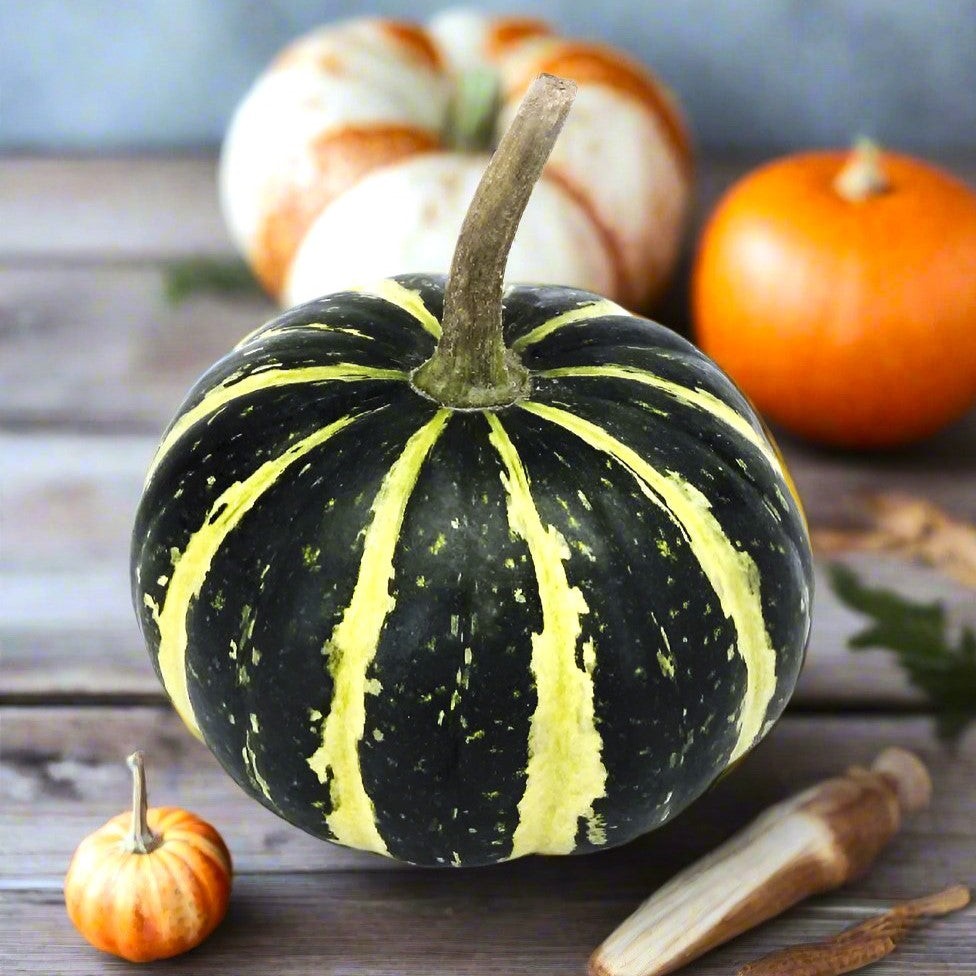Flat Striped Ornamental Gourd Seeds – For 2025 Planting Miniature Autumn