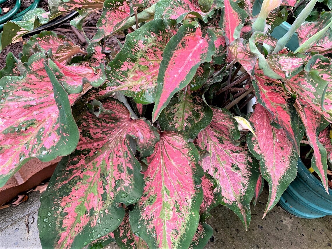 2ct. Caladium Pink Sky Bulbs