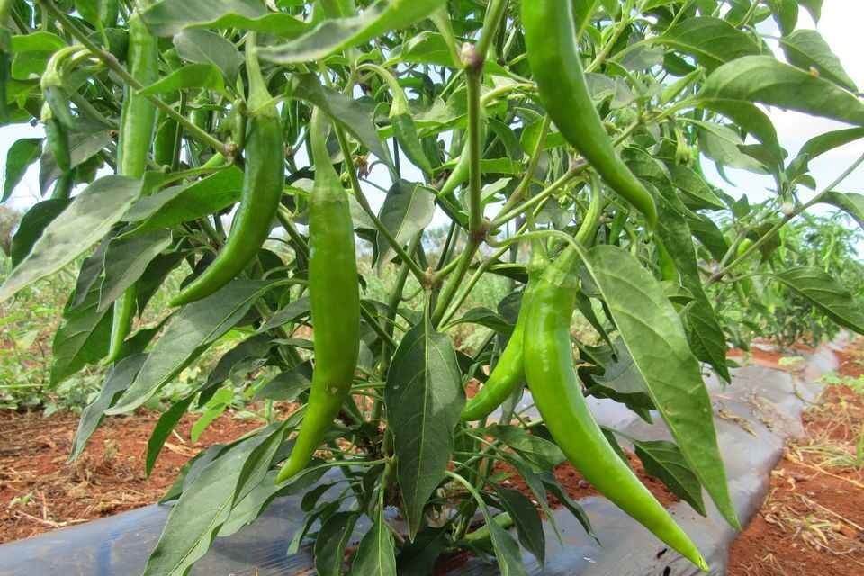 100+ Mixed Color Hot Chili Plant Seeds • 100% Fresh and Organic | FREE SHIPPING
