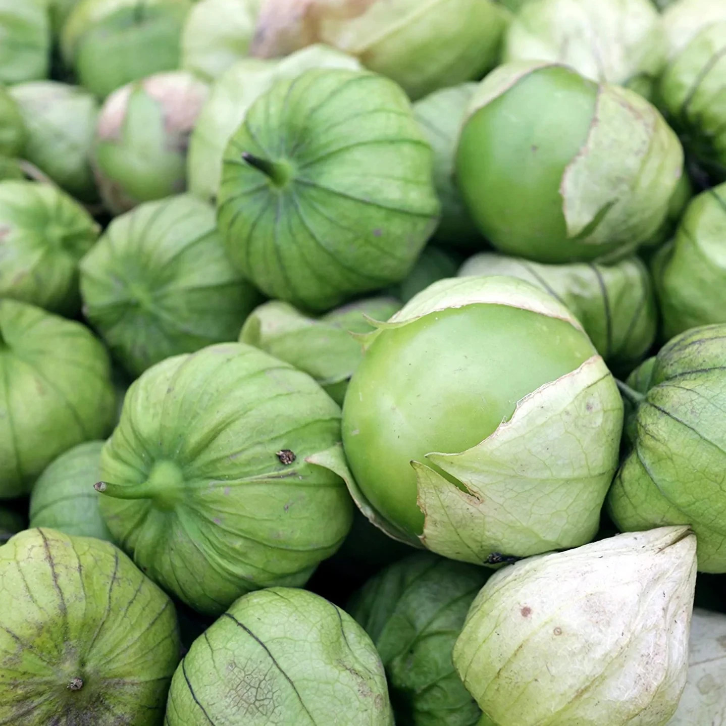 Grande Rio Verde Tomatillo, 50 Seeds, BUY 2 GET 1 FREE, NON-GMO, FREE SHIPPING