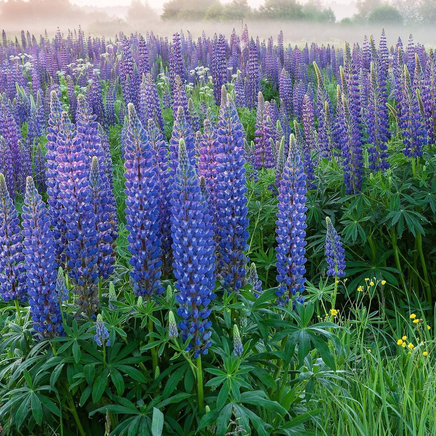 Fall Planting Blue Lupine Seeds – 1/4 Lb. for Lush Gardens in USDA Zones 3-9