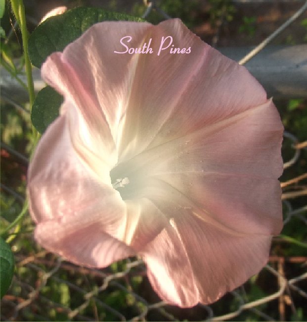 ✿ NEW ✿ Dream Catcher- Morning Glory – ipomoea Purpurea – 10 Seeds – RARE PEACH
