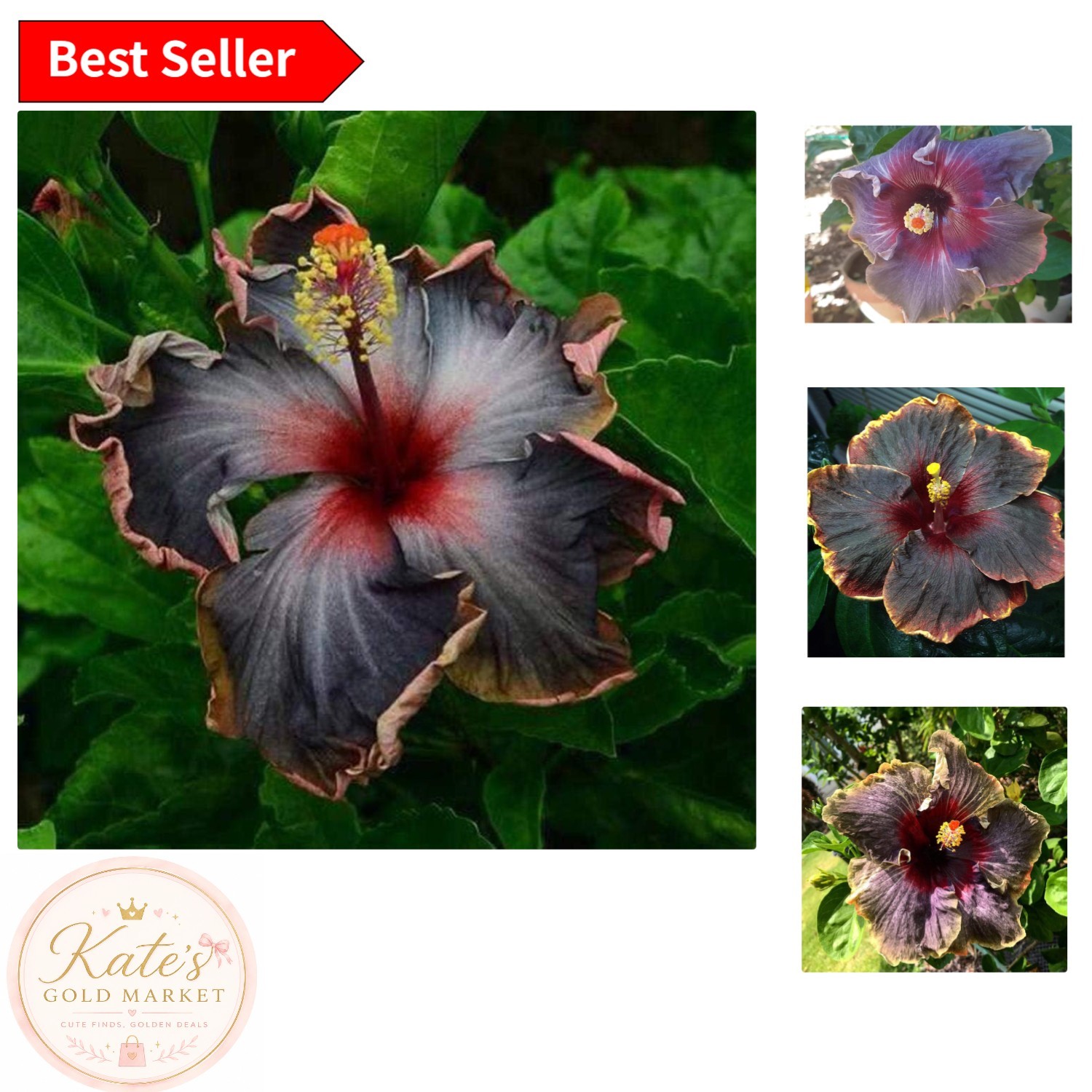 20PCS Rare Black, Pink & Purple Hibiscus Seeds – Heirloom Giant Tropical Blooms