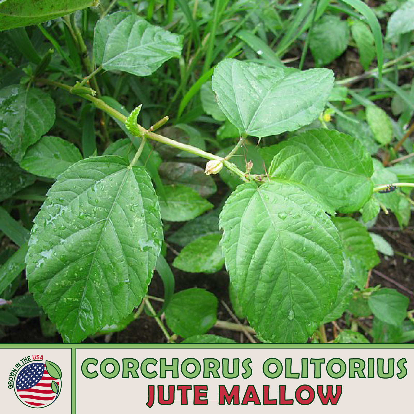 500+ Jute Mallow Seeds, Corchorus olitorius, Molokhia, Non-GMO, Genuine USA