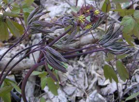 1 Blue Cohosh Bare Root Plant: Woodland Garden Perennial – Winter Hardy