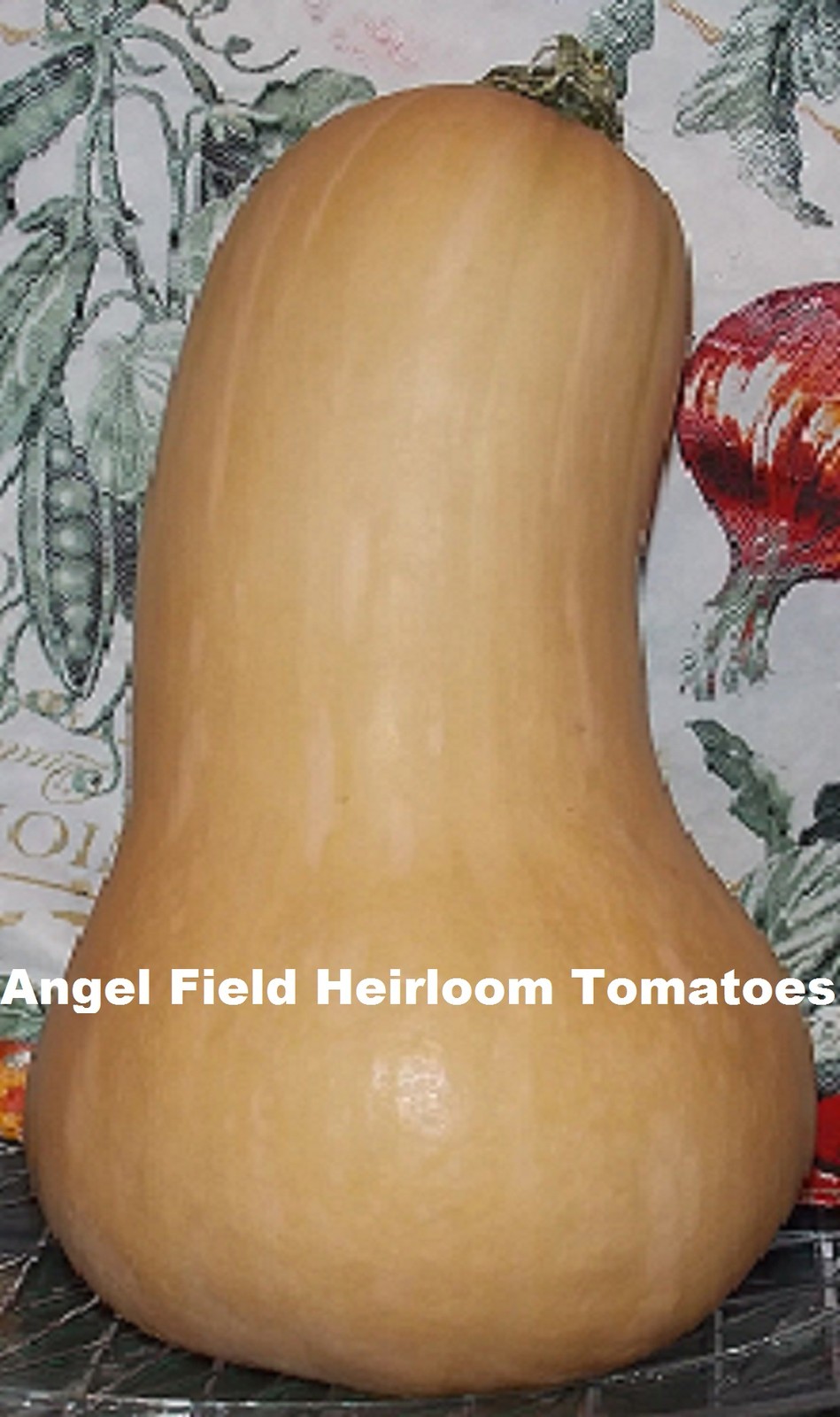 30 Mixed Butter Nut Heirloom Squash Seeds “